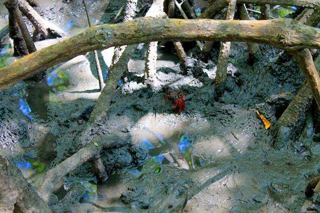 Pousada Ilha Do Desejo โอลิเวนซา ภายนอก รูปภาพ